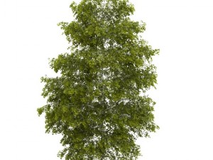 birchtree 8m 3Dモデル