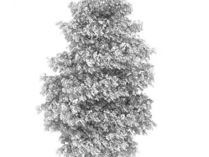 birchtree 8m 3D Model