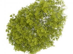 birchtree 8m 3D Model