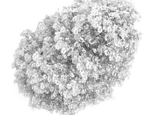 birchtree 8m 3D Model