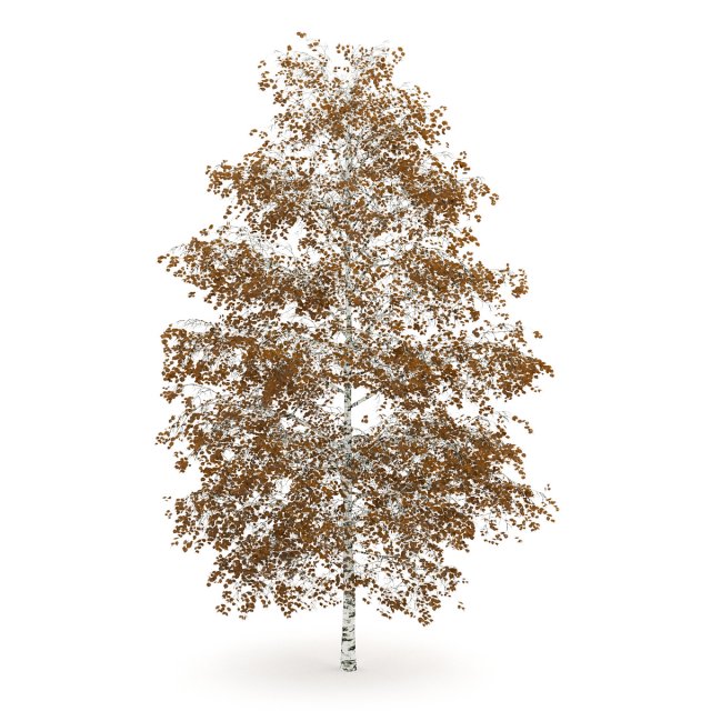 birchtree 8m autumn Modelo 3D .c4d .max .obj .3ds .fbx .stl .blend 