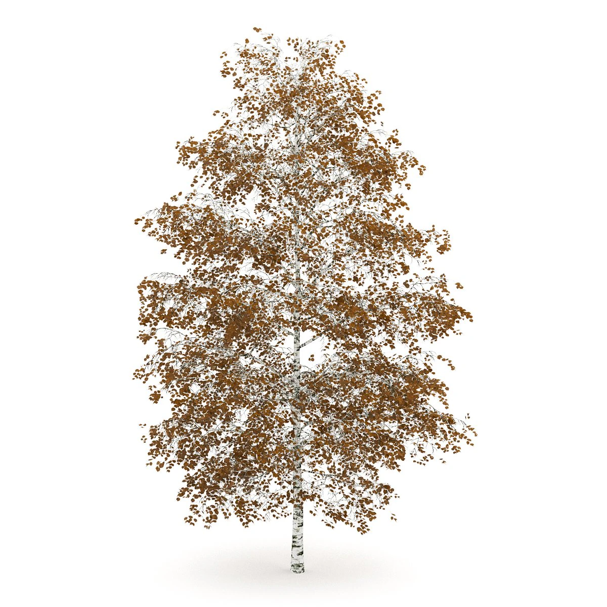 birchtree 8m autumn 3D Model .c4d .max .obj .3ds .fbx .stl .blend 