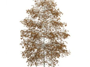 береза ​​8м осень 3D Модель