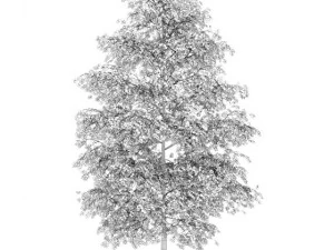 birchtree 8m autumn 3D Model