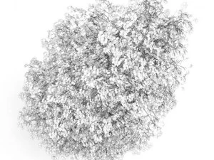 birchtree 8m autumn 3D Model