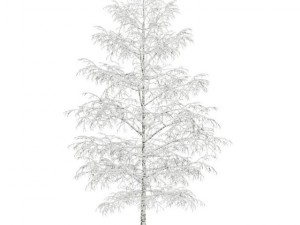 birchtree 8m winter 3Dモデル