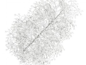 birchtree 8m winter 3D मॉडल