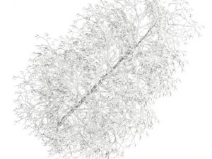 birchtree 8m winter 3D Model