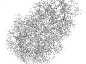 birchtree 8m winter 3D Model