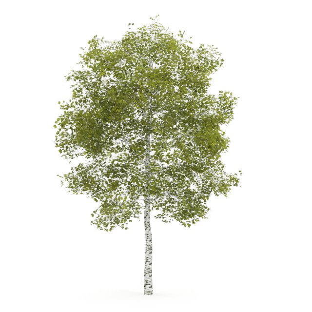 birchtree 45m 3D 模型 .c4d .max .obj .3ds .fbx .stl .blend 