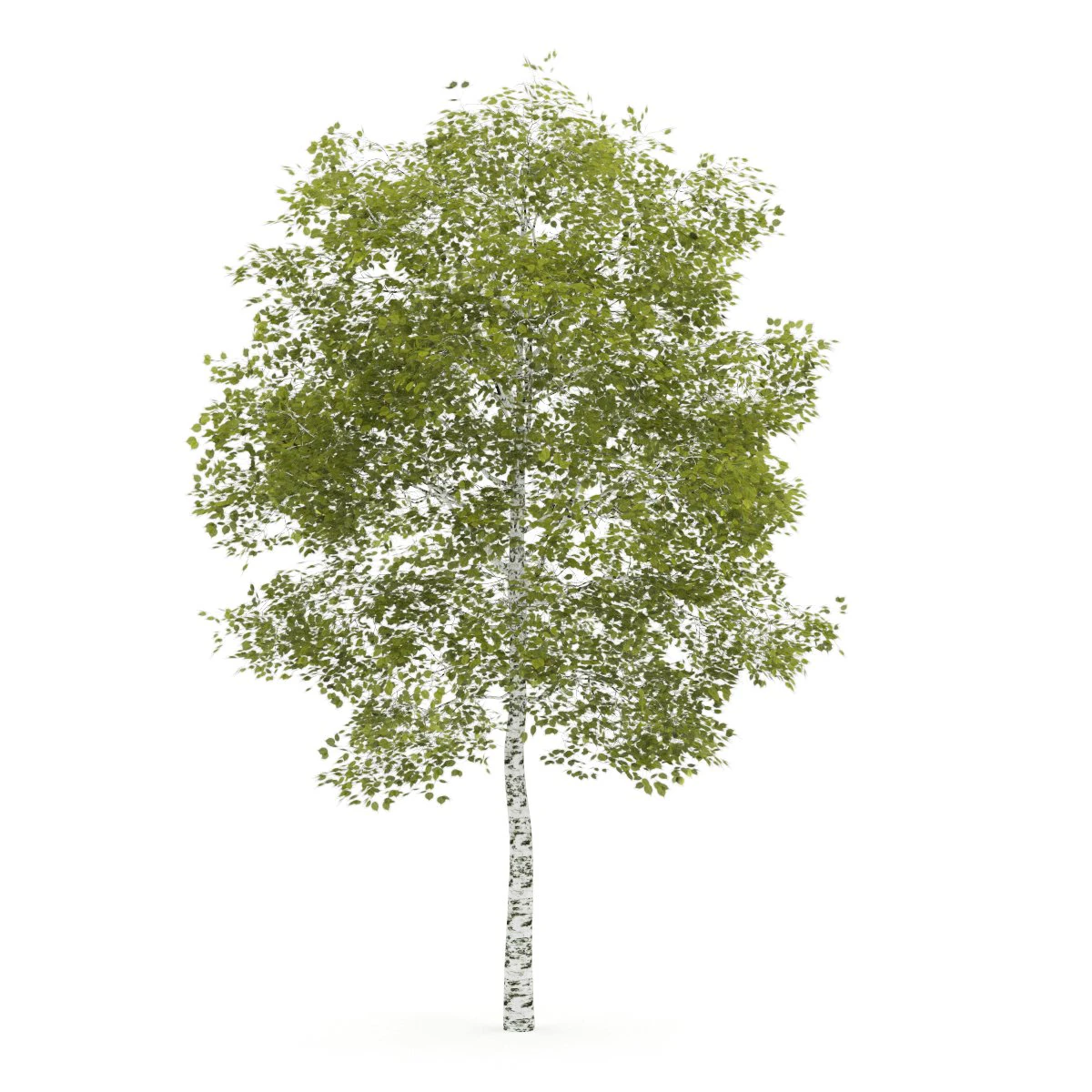 birchtree 45m 3D Model .c4d .max .obj .3ds .fbx .stl .blend 
