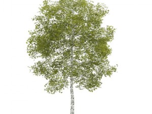birchtree 45m 3D-Modell