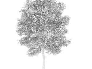 birchtree 45m 3D 模型