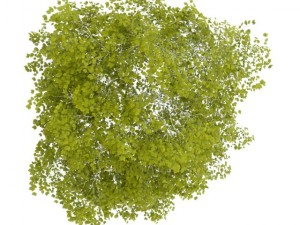 birchtree 45m 3D 模型
