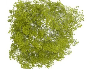 birchtree 45m 3D Model