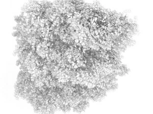 birchtree 45m 3D Model