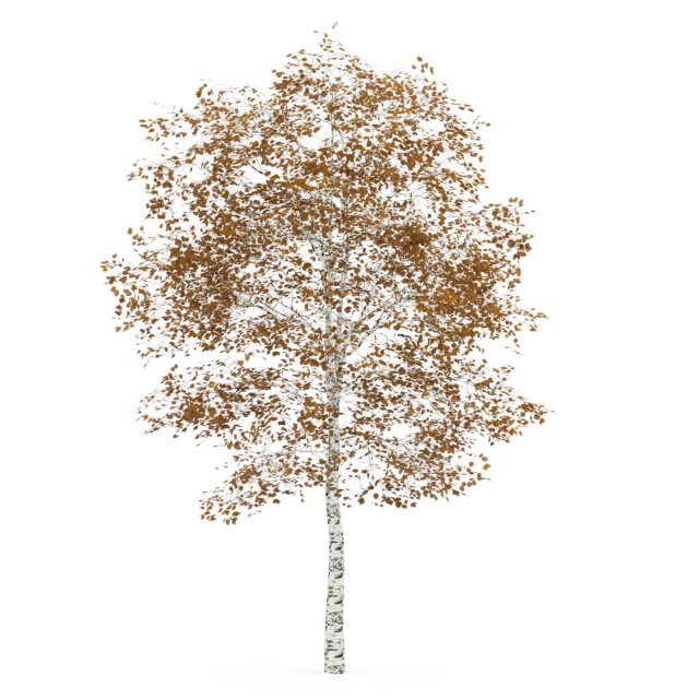 birchtree 45m autumn 3D 模型 .c4d .max .obj .3ds .fbx .stl .blend 