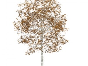 birchtree 45m autumn 3Dモデル