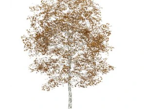 brzoza 45m jesień Model 3D