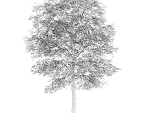 birchtree 45m autumn 3D Model