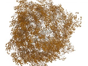 birchtree 45m autumn 3D 模型