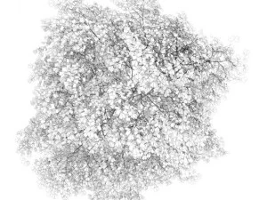 birchtree 45m autumn 3D Model