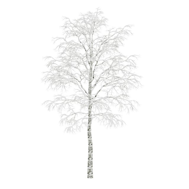 birchtree 45m winter Modèle 3D .c4d .max .obj .3ds .fbx .stl .blend 