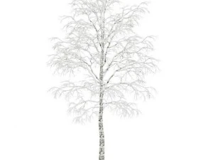 brzoza 45m zima Model 3D