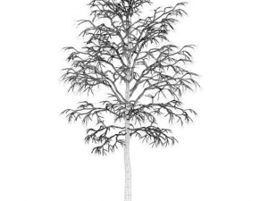 birchtree 45m winter Modèle 3D