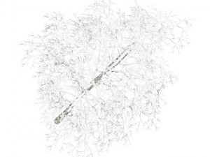 birchtree 45m winter Modèle 3D