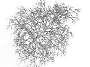 birchtree 45m winter Modèle 3D