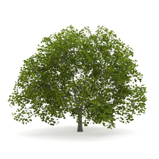 american beech 8m 3D Model .c4d .max .obj .3ds .fbx .stl .blend