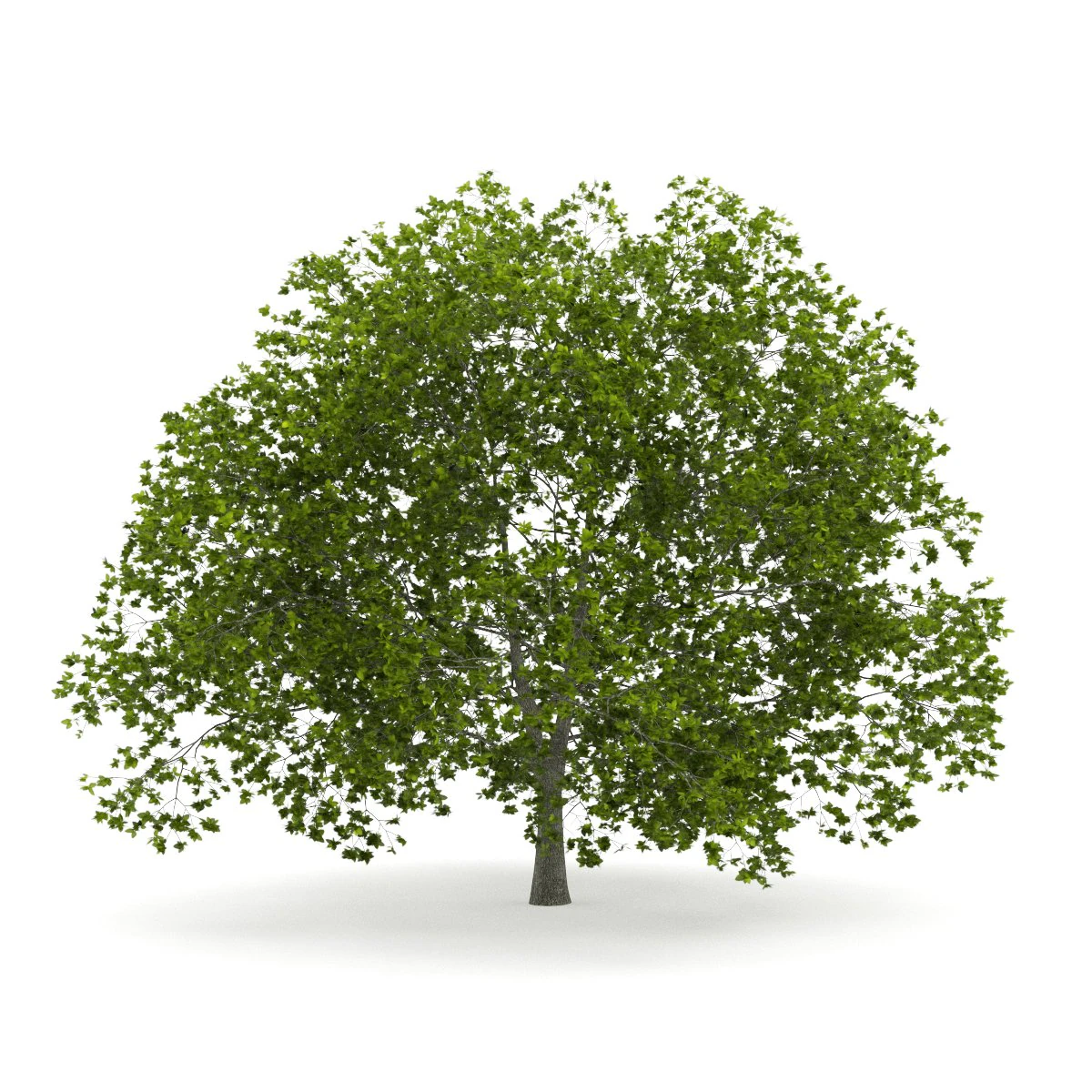 american beech 8m 3D Model .c4d .max .obj .3ds .fbx .stl .blend 