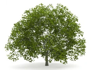 american beech 8m 3D Model