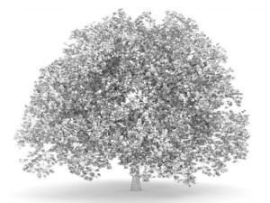 american beech 8m 3D Model