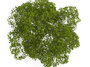 american beech 8m 3D Model