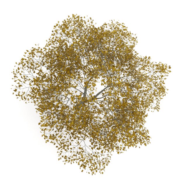 american beech 8m autumn 3D मॉडल .c4d .max .obj .3ds .fbx .stl .blend 