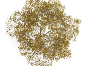 american beech 8m autumn 3D Model