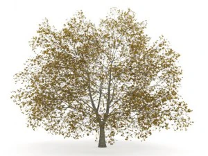 american beech 8m autumn 3D Model
