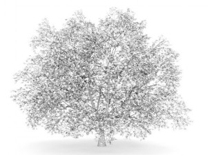 american beech 8m autumn 3D मॉडल