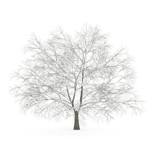 american beech 8m winter 3D Model .c4d .max .obj .3ds .fbx .stl .blend 