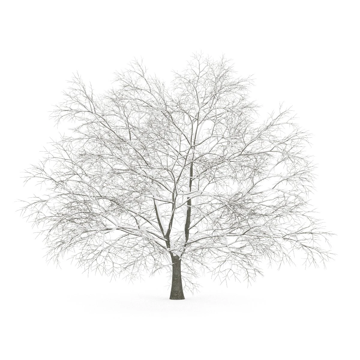 american beech 8m winter 3D Model .c4d .max .obj .3ds .fbx .stl .blend 