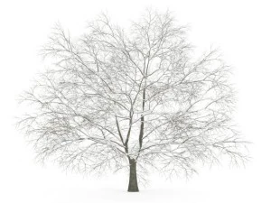 Amerikaanse beuk 8m winter 3D Model