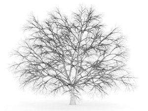 american beech 8m winter 3D Model