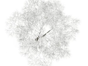 american beech 8m winter 3D Model