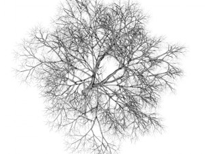 american beech 8m winter 3D Model