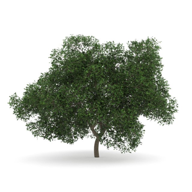 english oak 8m Model 3D .c4d .max .obj .3ds .fbx .stl .blend 