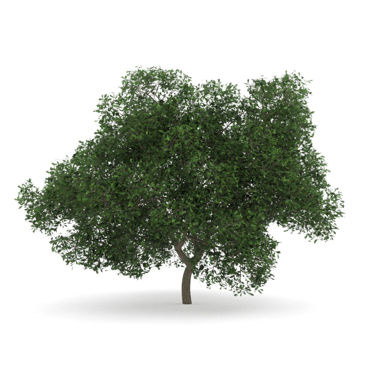 english oak 8m 3D Model .c4d .max .obj .3ds .fbx .stl .blend 