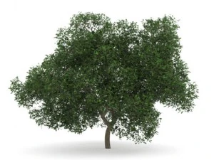 english oak 8m 3D Model