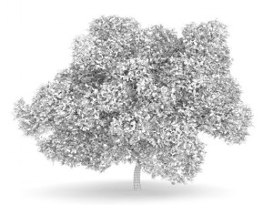 english oak 8m Model 3D